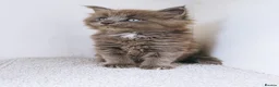 Maine Coon cats for sale: Blue maine coon kittens -DNA health tested parents - Advert 26