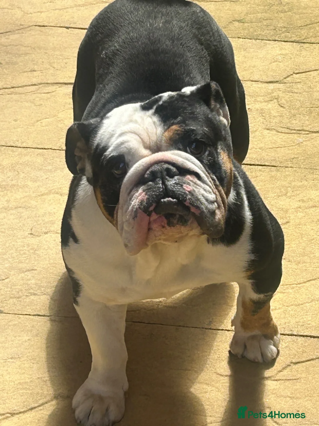 English Bulldog dogs for sale: 3 year old English bulldog  in Liverpool - Advert 2