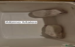 Hamster rodents for sale: 3 Stunning Purebred albino campbell dwarf hamsters - Image 2