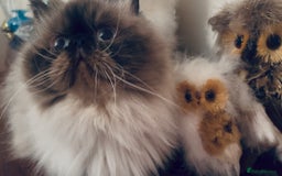 Exotic cats for sale: 4x Exotic Longhair CP Colourpoint White Blue Black - Image 1