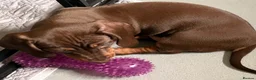 Dachshund dogs for sale: Beautiful dachshund pups - Advert 19