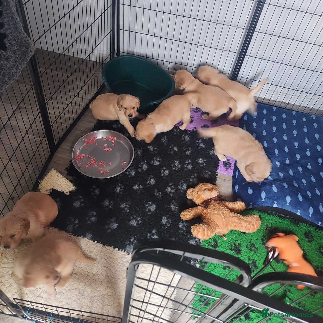 Golden Retriever dogs for sale: STUNNING Golden Retriever pups (1 BOY LEFT)  - Image 13