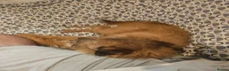 Mixed Breed dogs for sale: Teddy border terrier cross 4yrs in Wigan - Advert 8
