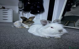 Lionhead rabbits for sale: Lionhead and double lion head  - Image 9