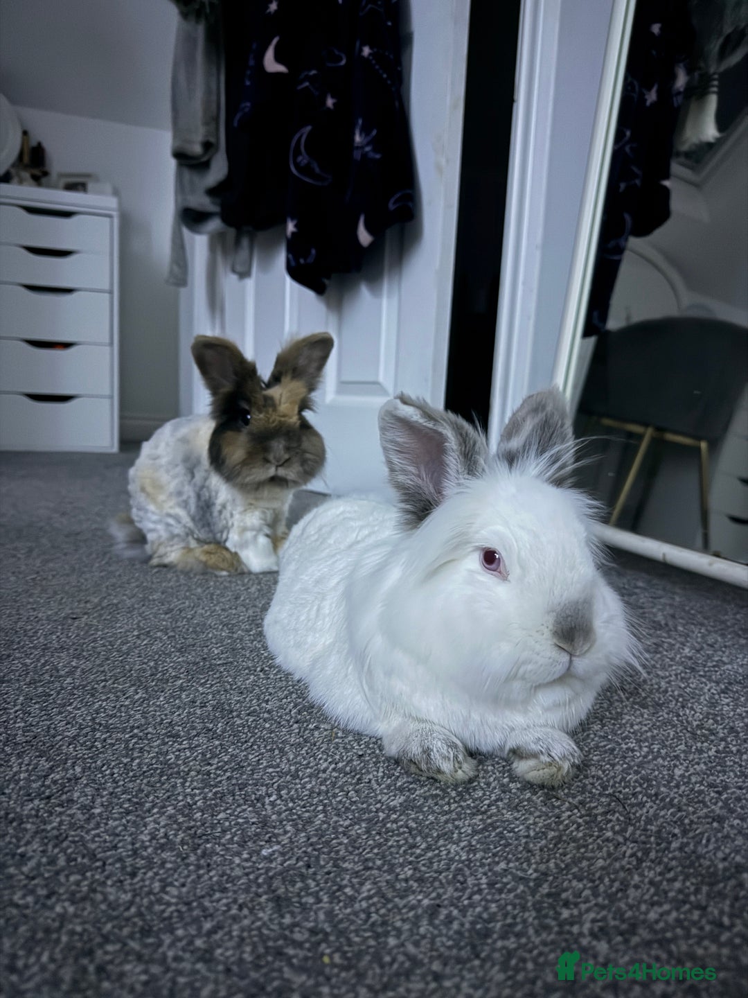 Lionhead rabbits for sale: Lionhead and double lion head  - Image 9