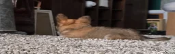 Chihuahua dogs for sale: KC Reg Chihuahua Pups, Champion lines. - Advert 18