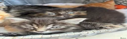 Mixed Breed cats for sale: Ragdoll x kittens  - Advert 7
