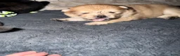 Chow Chow dogs for sale: Chow Chow Puppies - Advert 19