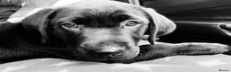 Labrador Retriever dogs for sale: Black Labrador Retriever  - Advert 2
