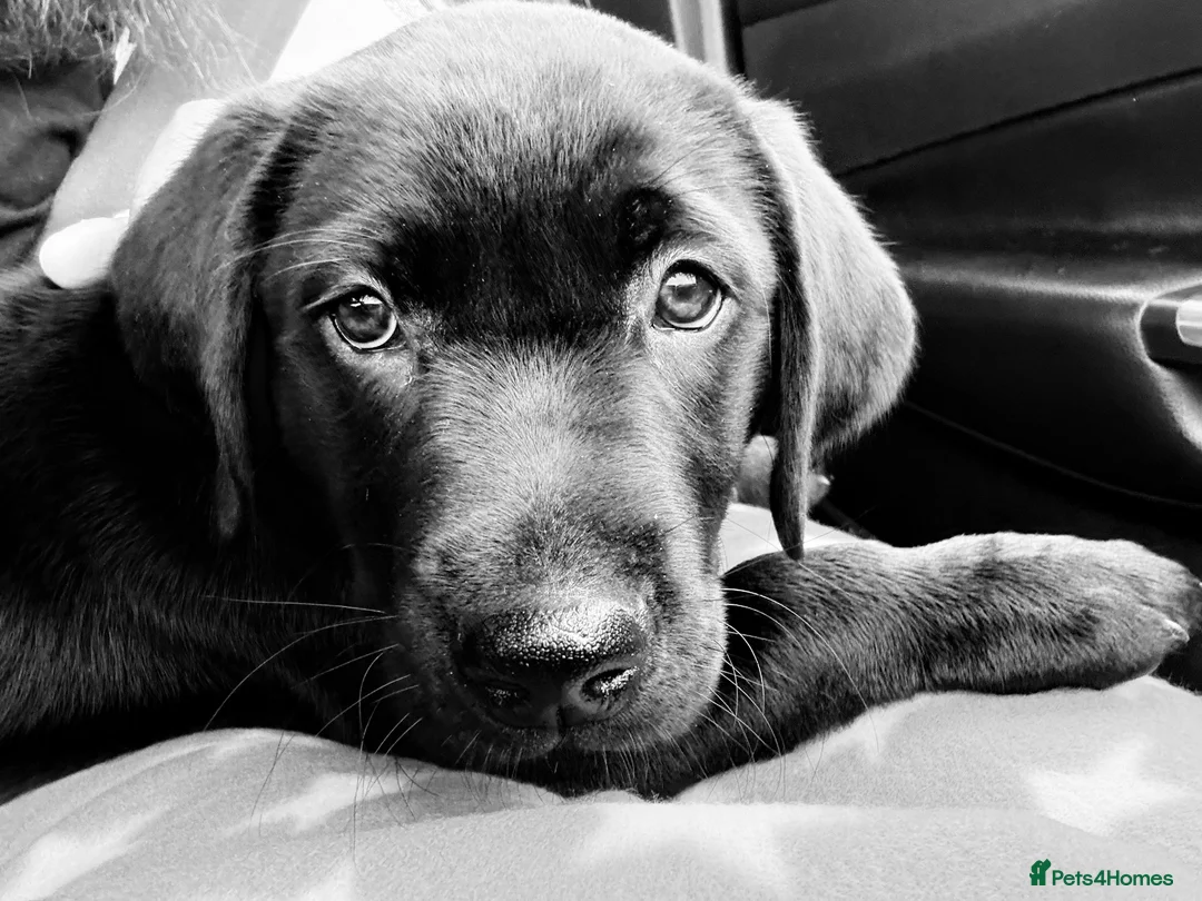 Labrador Retriever dogs for sale: Black Labrador Retriever  - Advert 2