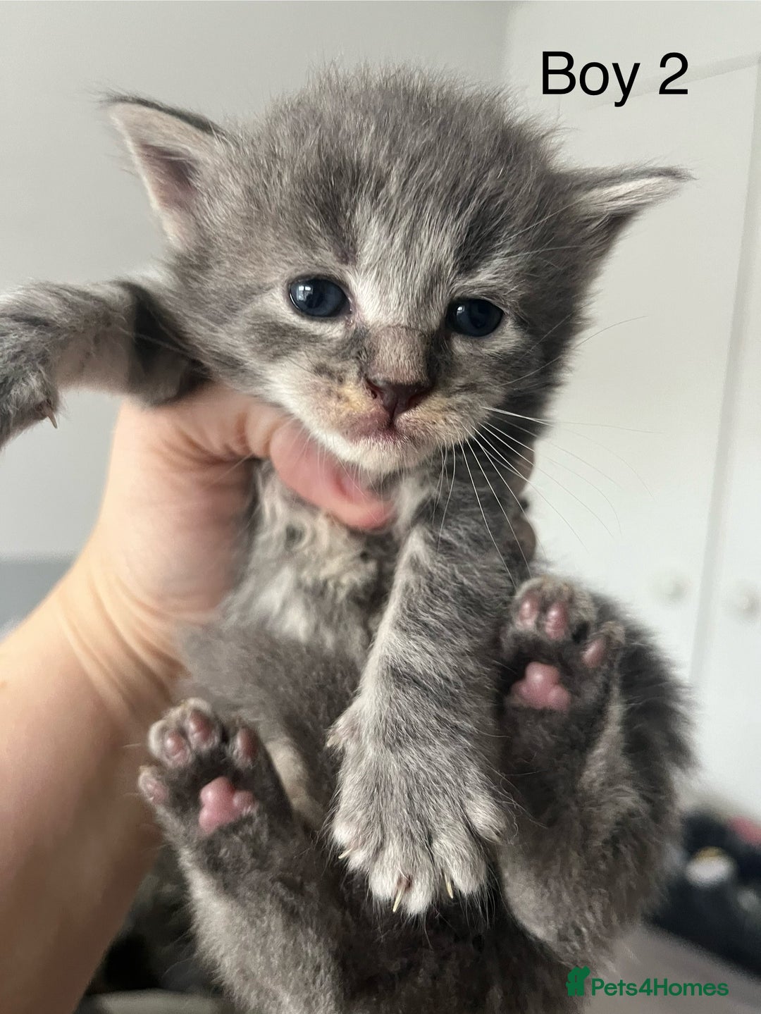 Maine Coon cats for sale: Maine Coon X - 5 Boys & 1 Girl - Image 2