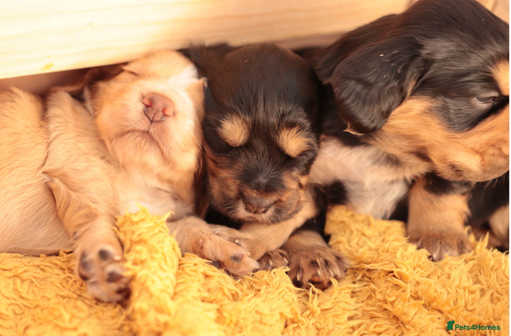 Cocker Spaniel dogs KC registered working cocker spaniels DNA clear - Advert 1