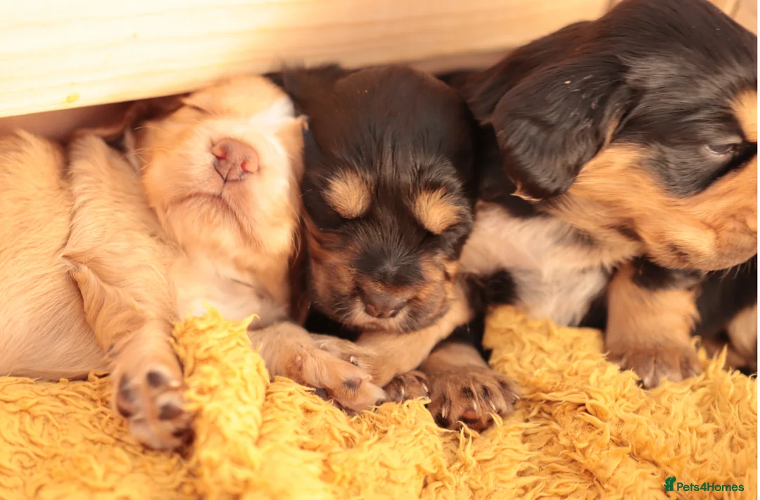 Cocker Spaniel dogs for sale: KC registered working cocker spaniels DNA clear - Advert 1