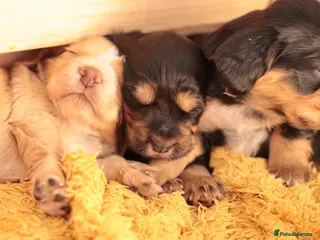 Cocker Spaniel dogs KC registered working cocker spaniels DNA clear - Advert 1