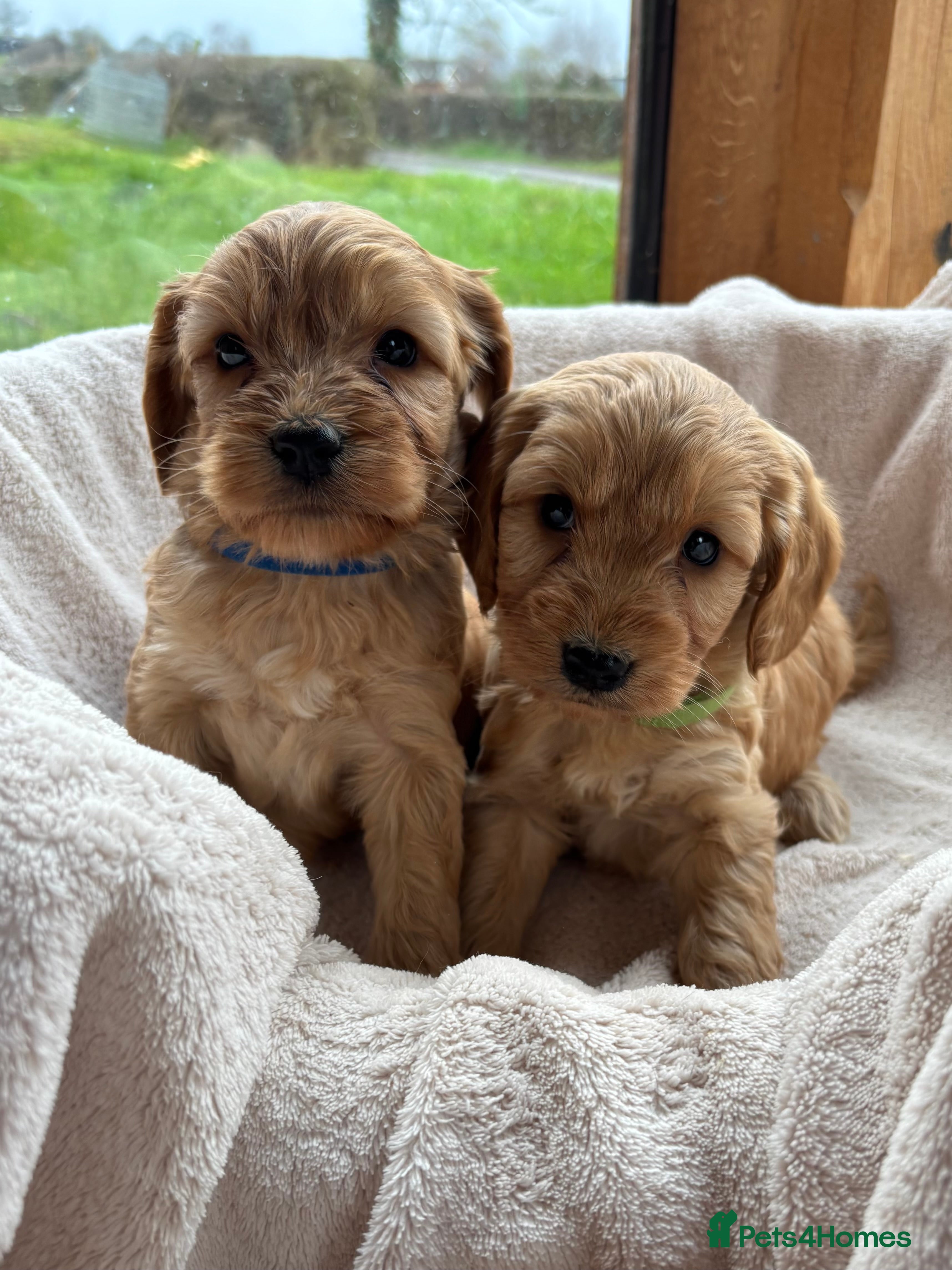 Cockapoo dogs Gorgeous F1 Cockapoo Puppies DNA Tested Parents - Advert 8