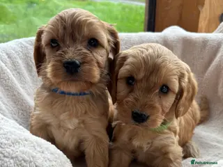 Cockapoo dogs Gorgeous F1 Cockapoo Puppies DNA Tested Parents - Advert 8