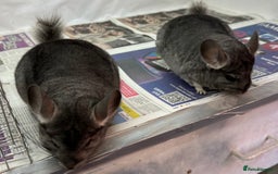 Chinchilla rodents for sale: Millie & Maisy, super tame standard sisters - Advert 5