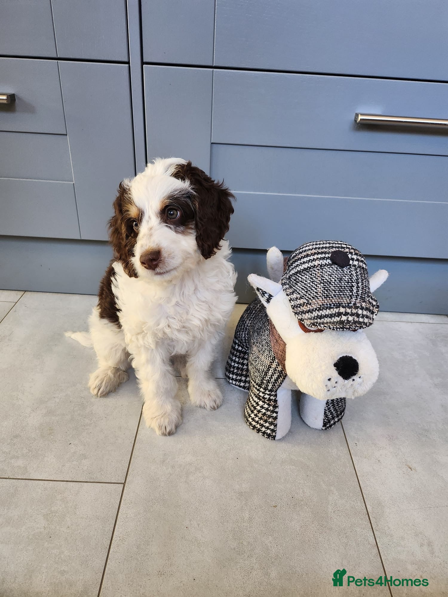 Bernedoodle dogs *1 GIRL LEFT!* Mini Bernedoodle Litter 💙💕 - Advert 1