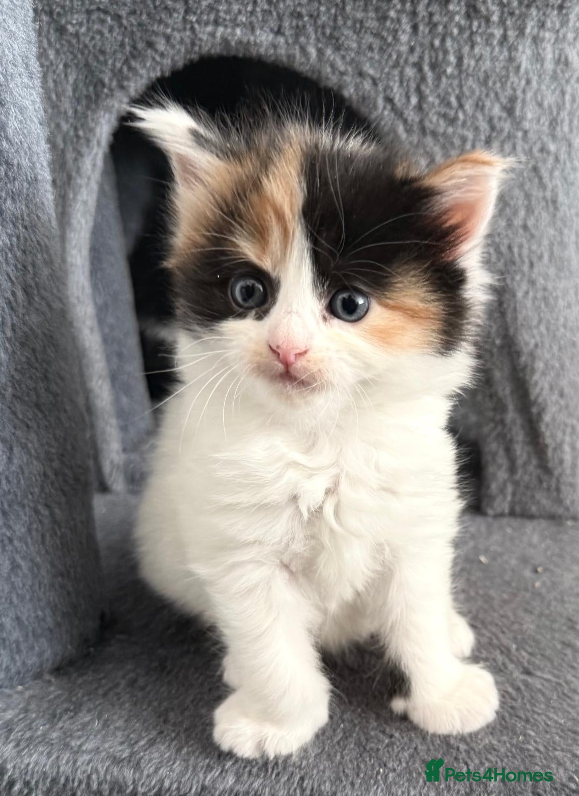 Mixed Breed cats Mixed Maine Coon kittens  - Advert 12