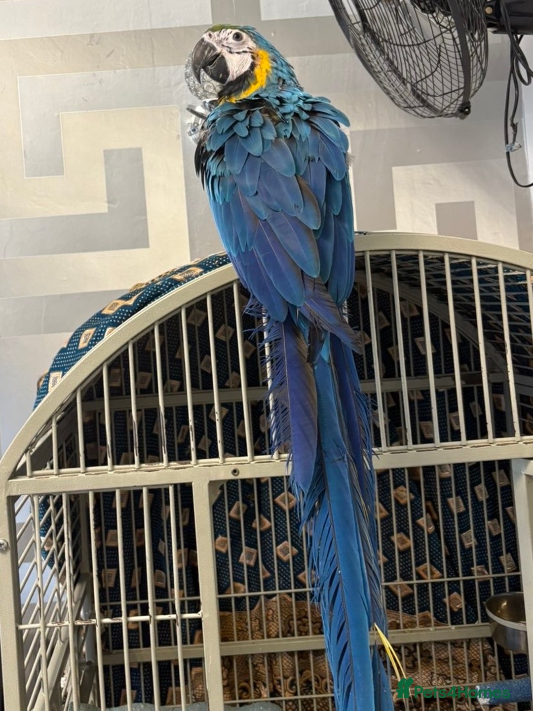 Parrots birds for sale: BABY 16 WEEKS OLD BLUE AND GOLD MACAW - Advert 4