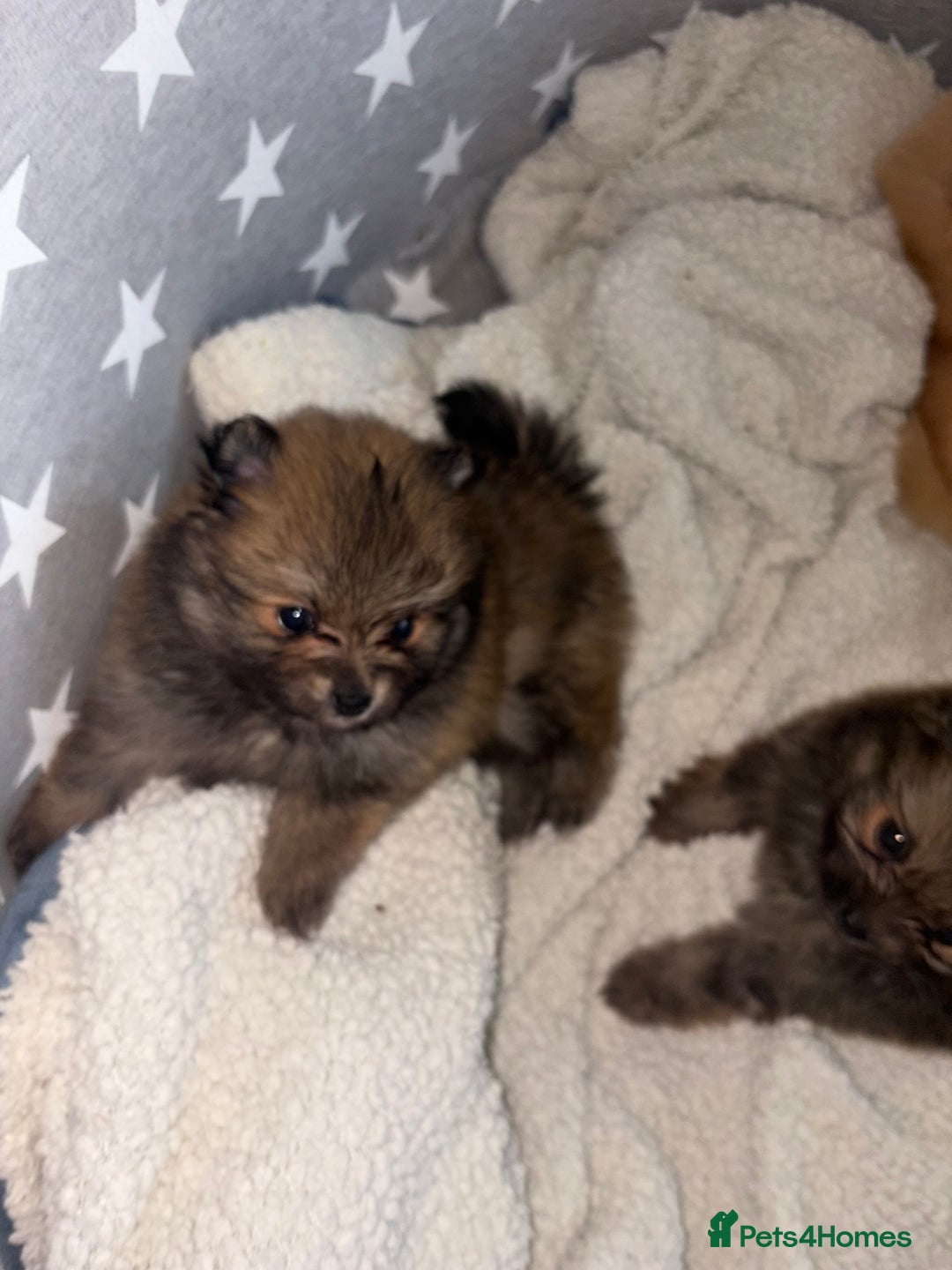 Pomeranian dogs for sale: ** Pomeranian Puppies 🐶🤍🐻🤎 - Image 19