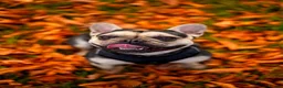 French Bulldog dogs for sale: Beautiful male french bulldog in London - Advert 4