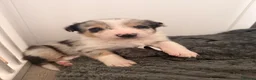 Border Collie dogs for sale: Blue Merle Tri Border Collie Puppies - Advert 6
