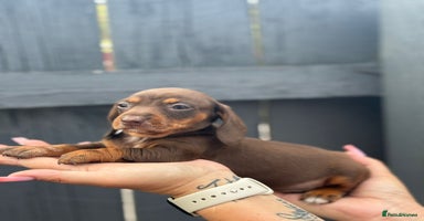 Dachshund dogs - Advert 16