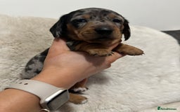 Miniature Dachshund dogs for sale: Miniature daschund puppies - Advert 5