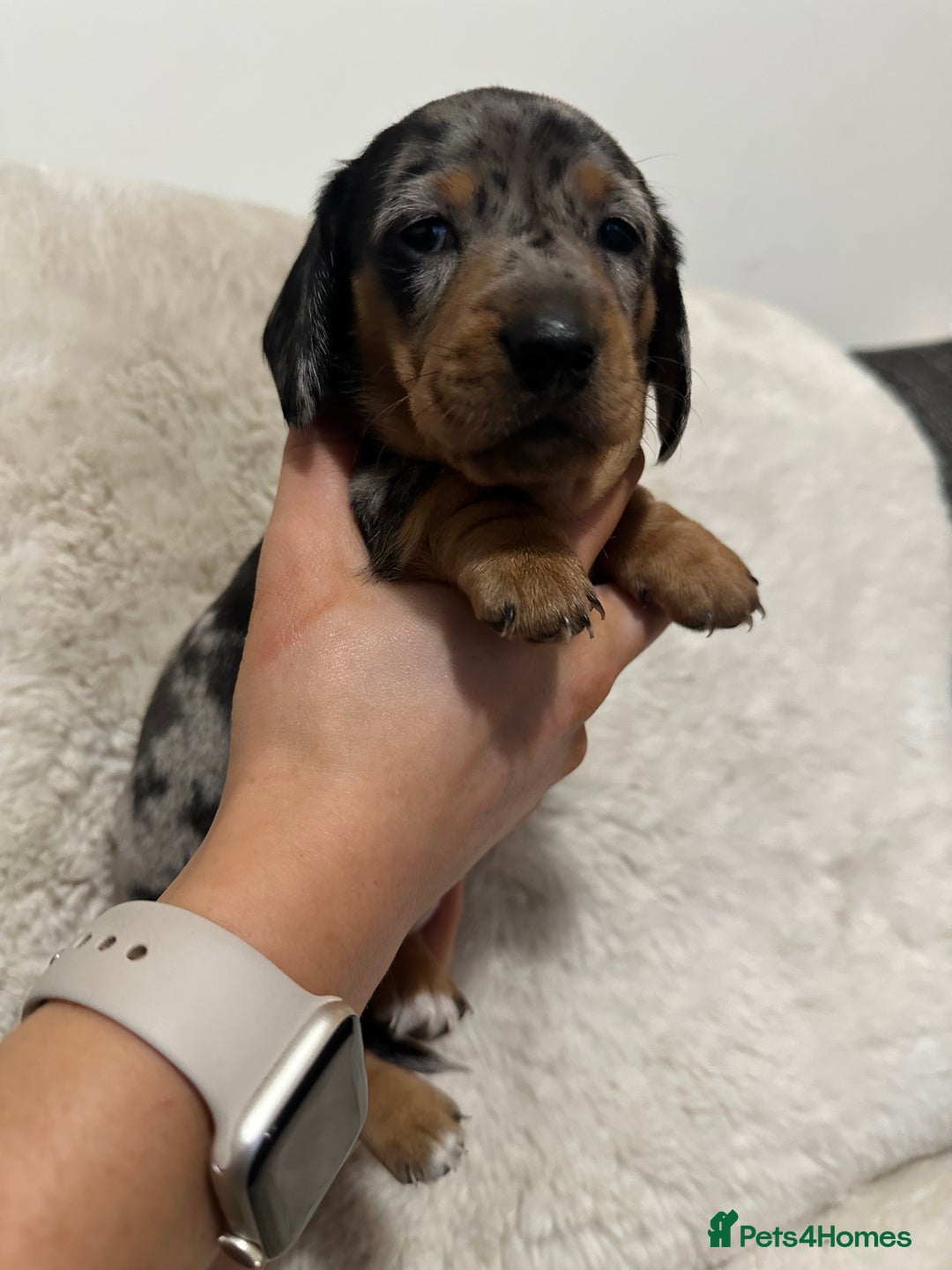Miniature Dachshund dogs for sale: Miniature daschund puppies - Advert 5