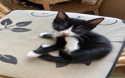 Mixed Breed cats for sale: 4 kittens  - Image 8