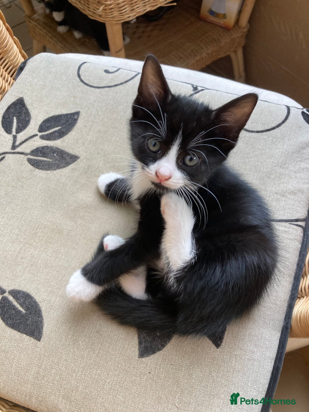 Mixed Breed cats for sale: 4 kittens  - Image 8