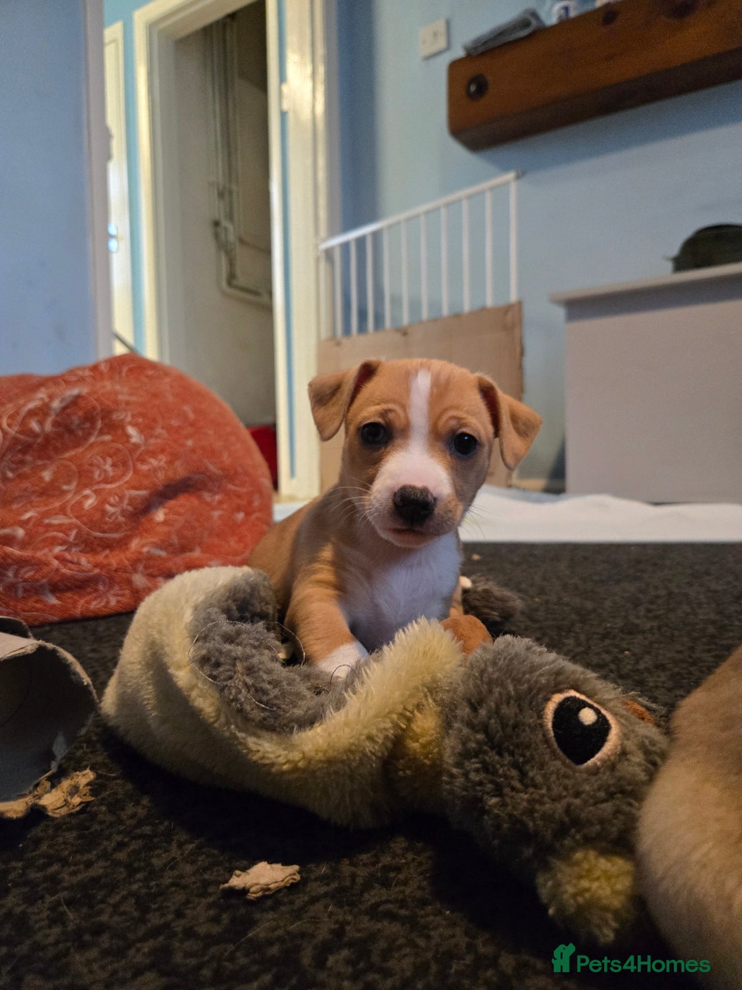 Jack Russell dogs for sale: Jack Russell puppies  - Advert 28