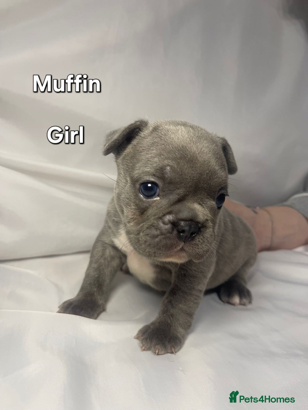 French Bulldog dogs for sale: Gorgeous litter of French Bulldog Pups  - Advert 17