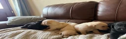 Labrador Retriever dogs for sale: Labrador puppies - Advert 9