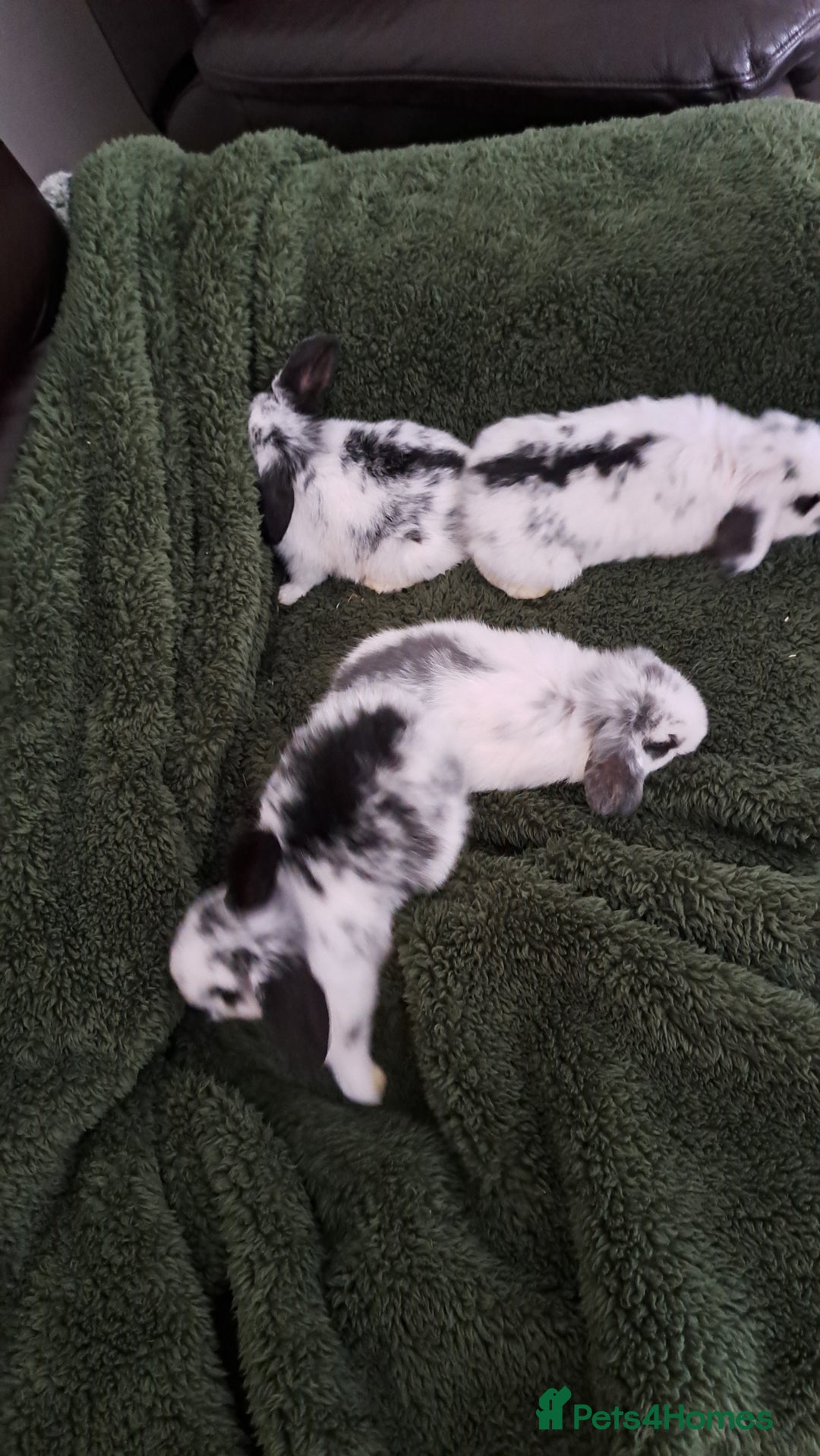 Mini Lop rabbits for sale: Baby bunnies - Advert 1