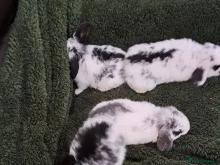 Mini Lop rabbits Baby bunnies - Advert 13