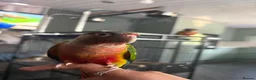 Conures birds for sale: Pineapple conure pair!! - Advert 8
