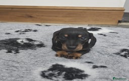 Dachshund dogs for sale: Kc wirehaired daschund puppies  - Image 3