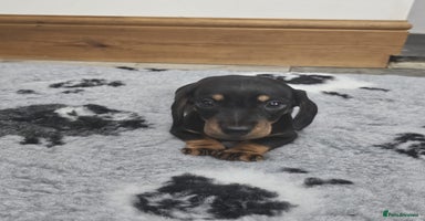 Dachshund dogs - Advert 11