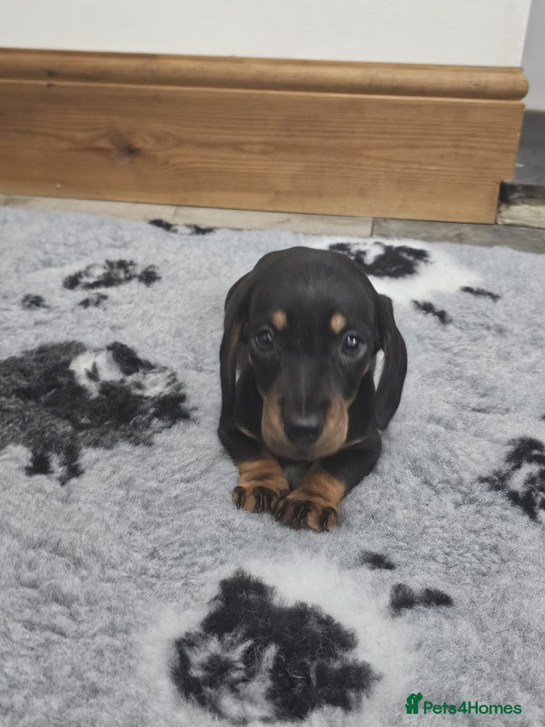 Dachshund dogs for sale: Kc wirehaired daschund puppies  - Image 3