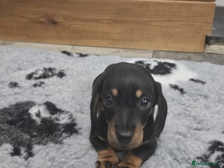 Dachshund dogs - Advert 1