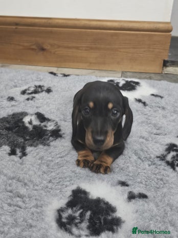 Dachshund dogs - Advert 3