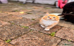 Mixed Breed cats for sale: two boys and a girl - Image 17
