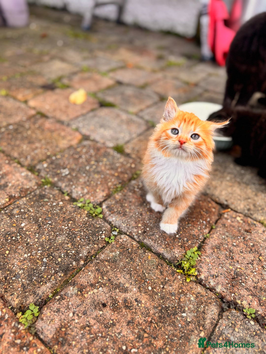 Mixed Breed cats for sale: two boys and a girl - Image 17