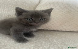 Ragdoll cats for sale: Cuddly & Sweet Ragdolls - Image 10