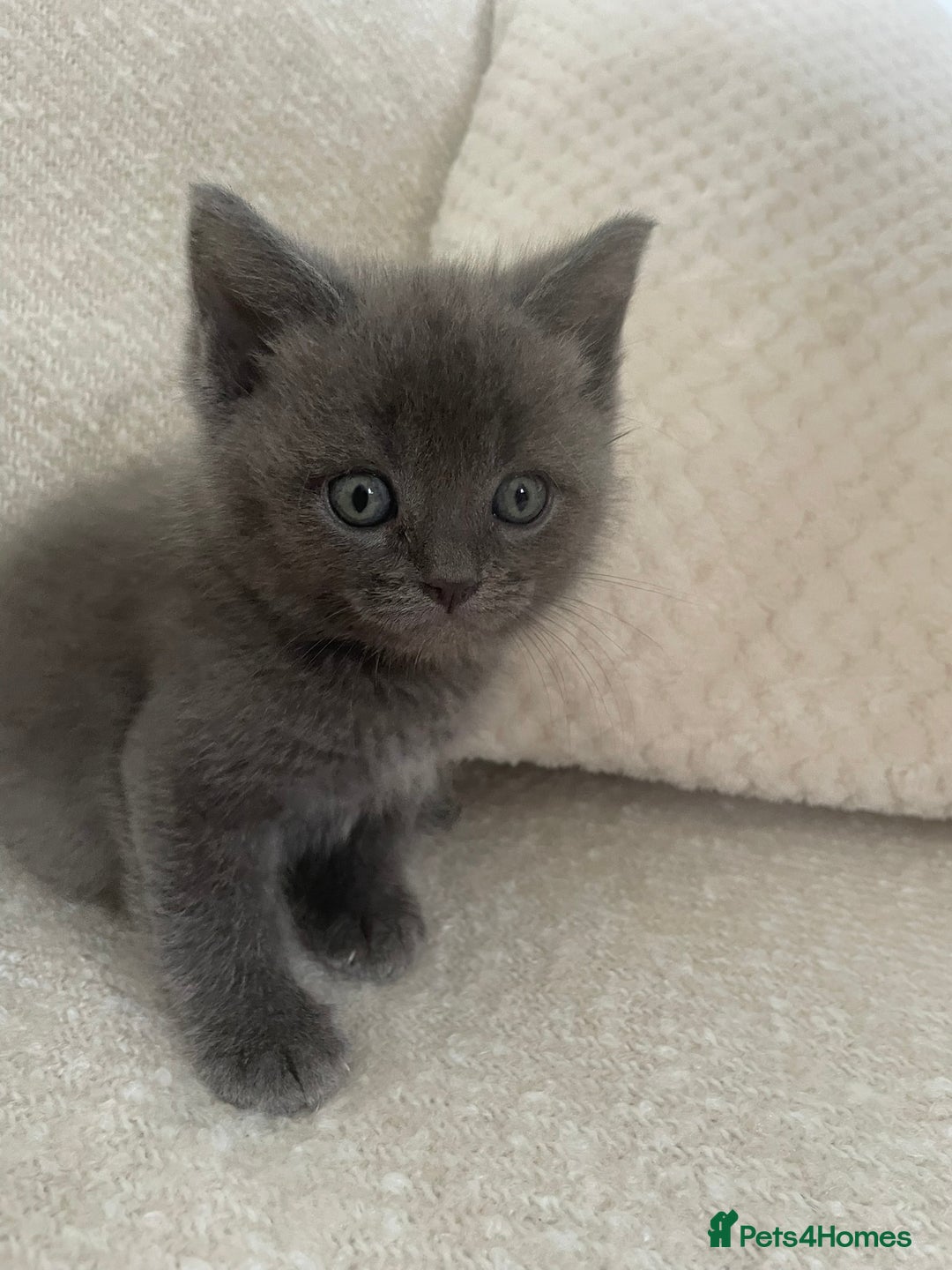 Ragdoll cats for sale: Cuddly & Sweet Ragdolls - Image 10