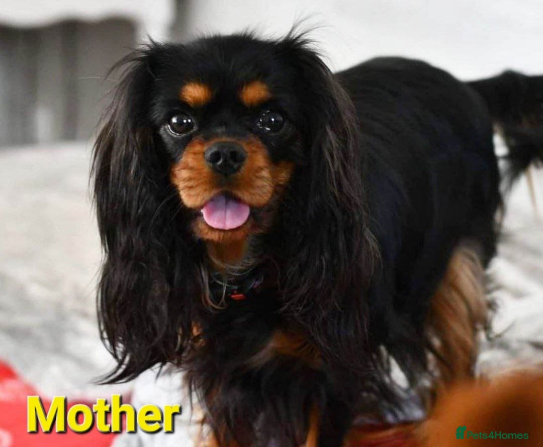 Cavalier King Charles Spaniel dogs for sale: Cavalier King Charles spaniel  - Image 11