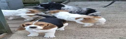 Beagle dogs for sale: Beautiful Beagles  - Advert 2