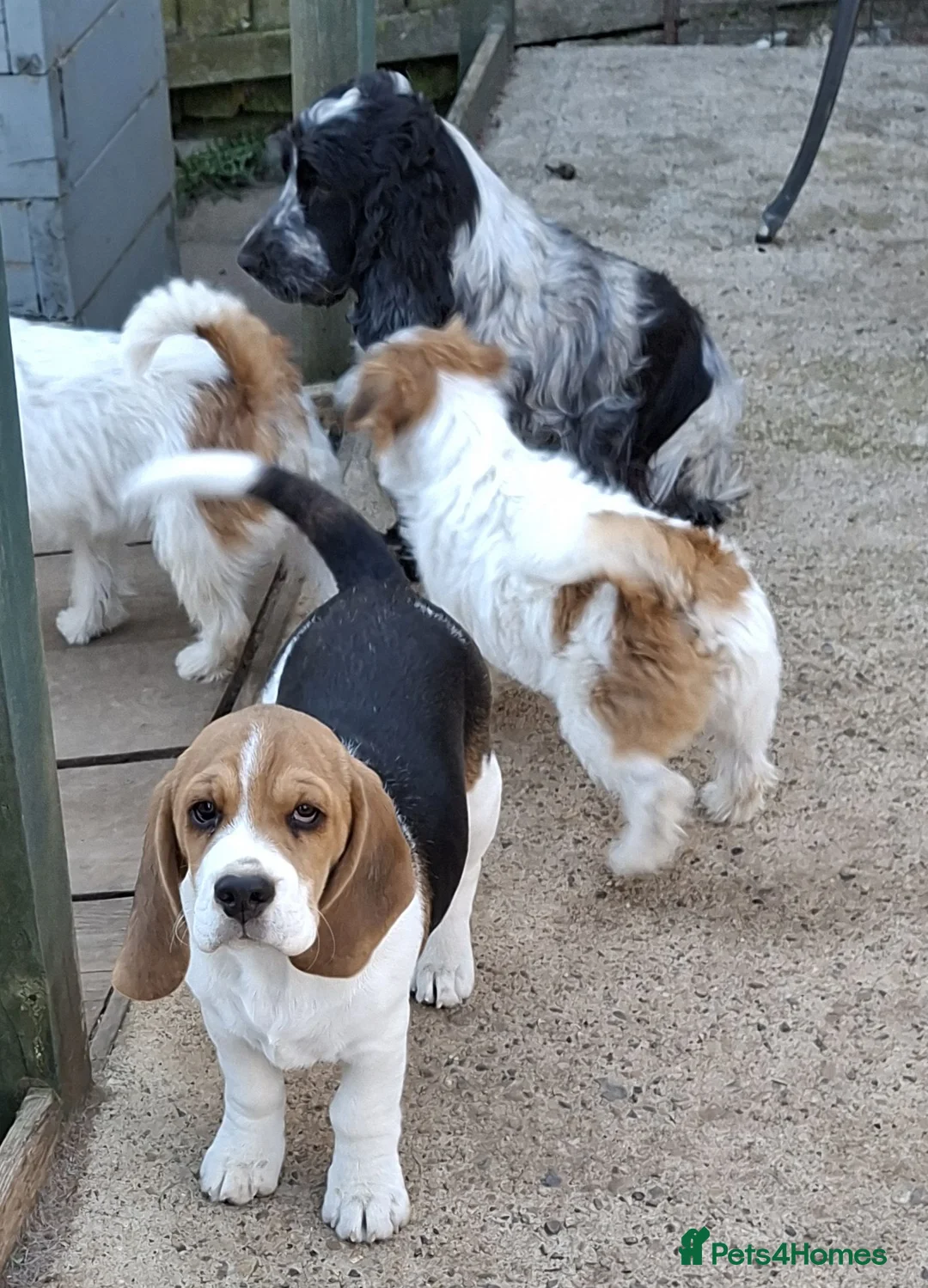 Beagle dogs for sale: Beautiful Beagles  - Advert 2